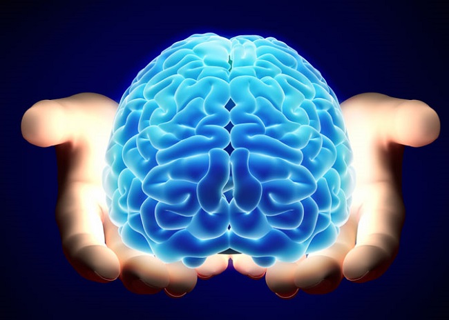 Trọng lượng của não bộ không quyết định đến trí lực